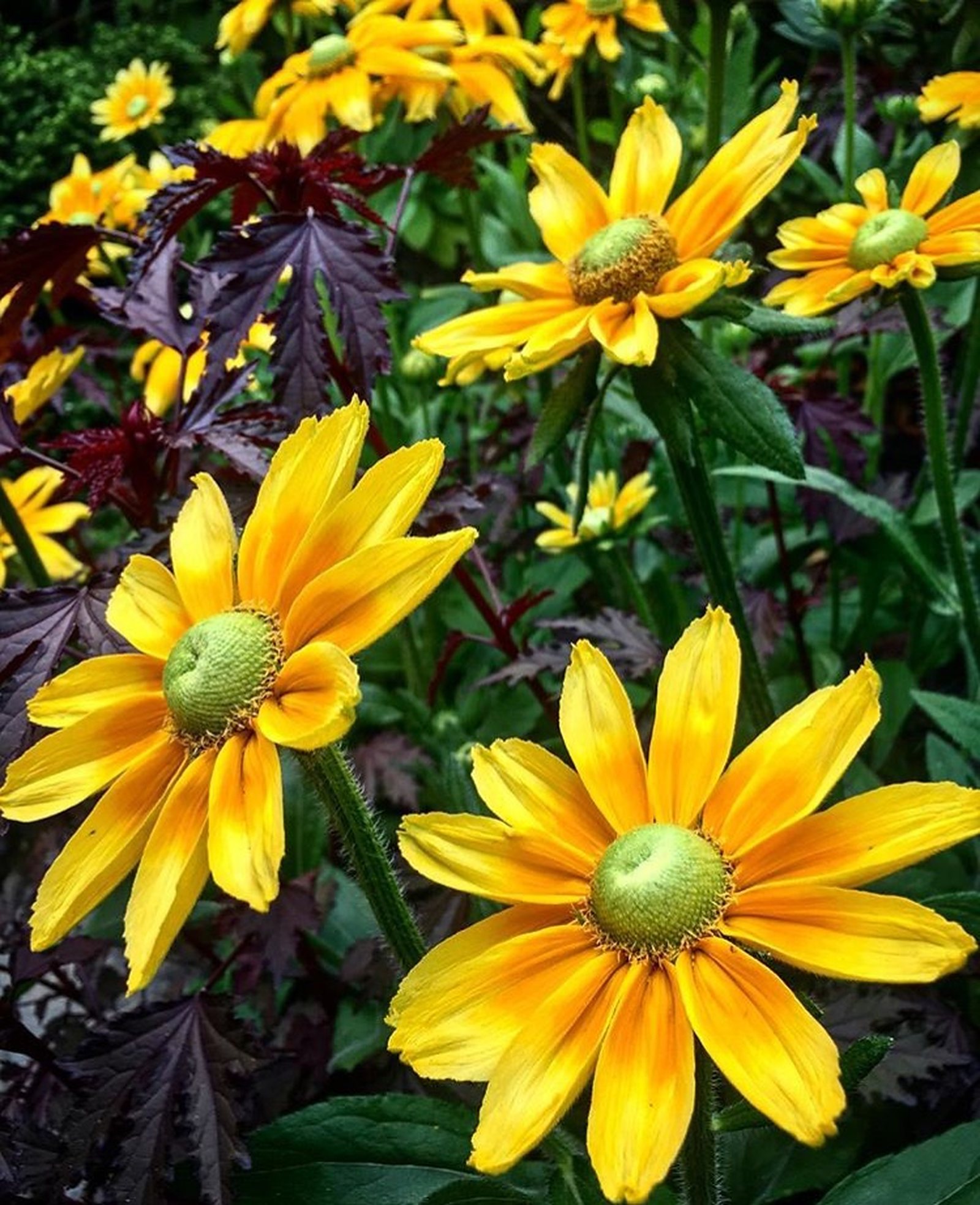 Butchart Gardens Victoria, things to see in Victoria British Columbia, what to do in British Columbia, sightseeing in Victoria British Columbia