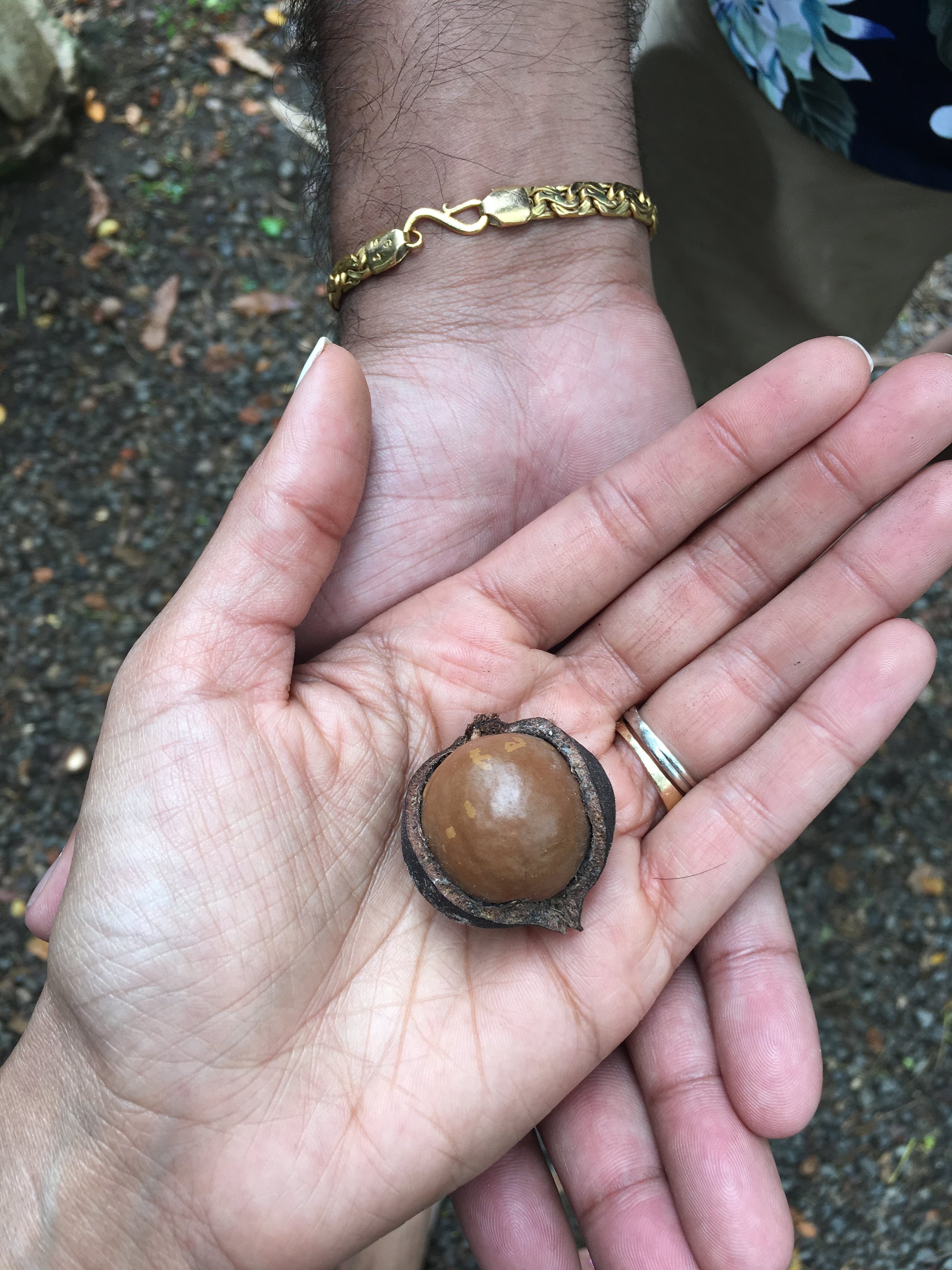 Macadamia Nut Farm Oahu