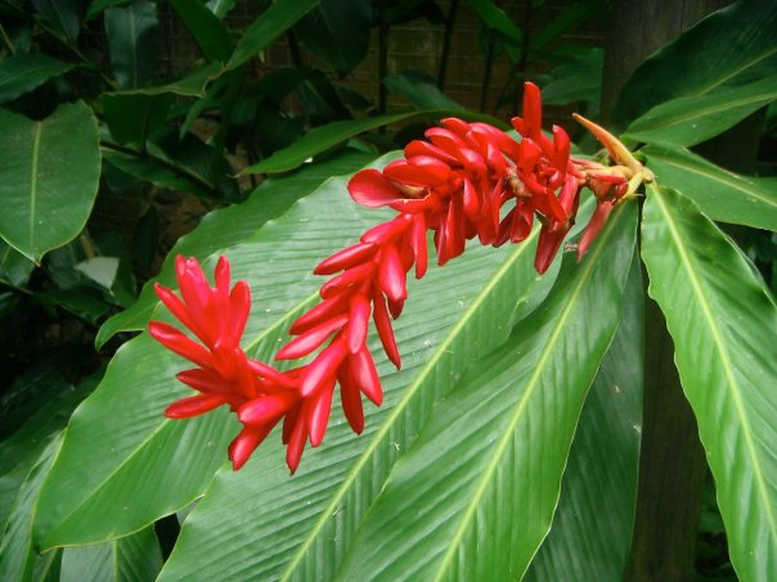 things to do in Fiji, must see attractions in Fiji, sightseeing in Fiji, where to go in Fiji, Fiji destination guide, Fiji travel guide, guide to visiting Fiji, Fiji itinerary, one-week in Fiji