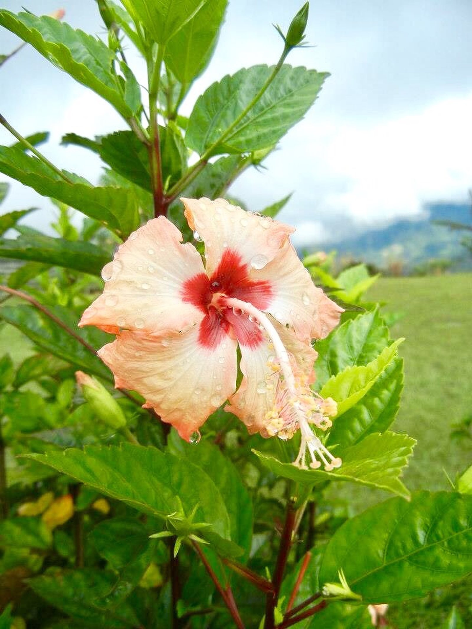 Discover Sabah: Malaysia's Road Less Traveled, photo 9
