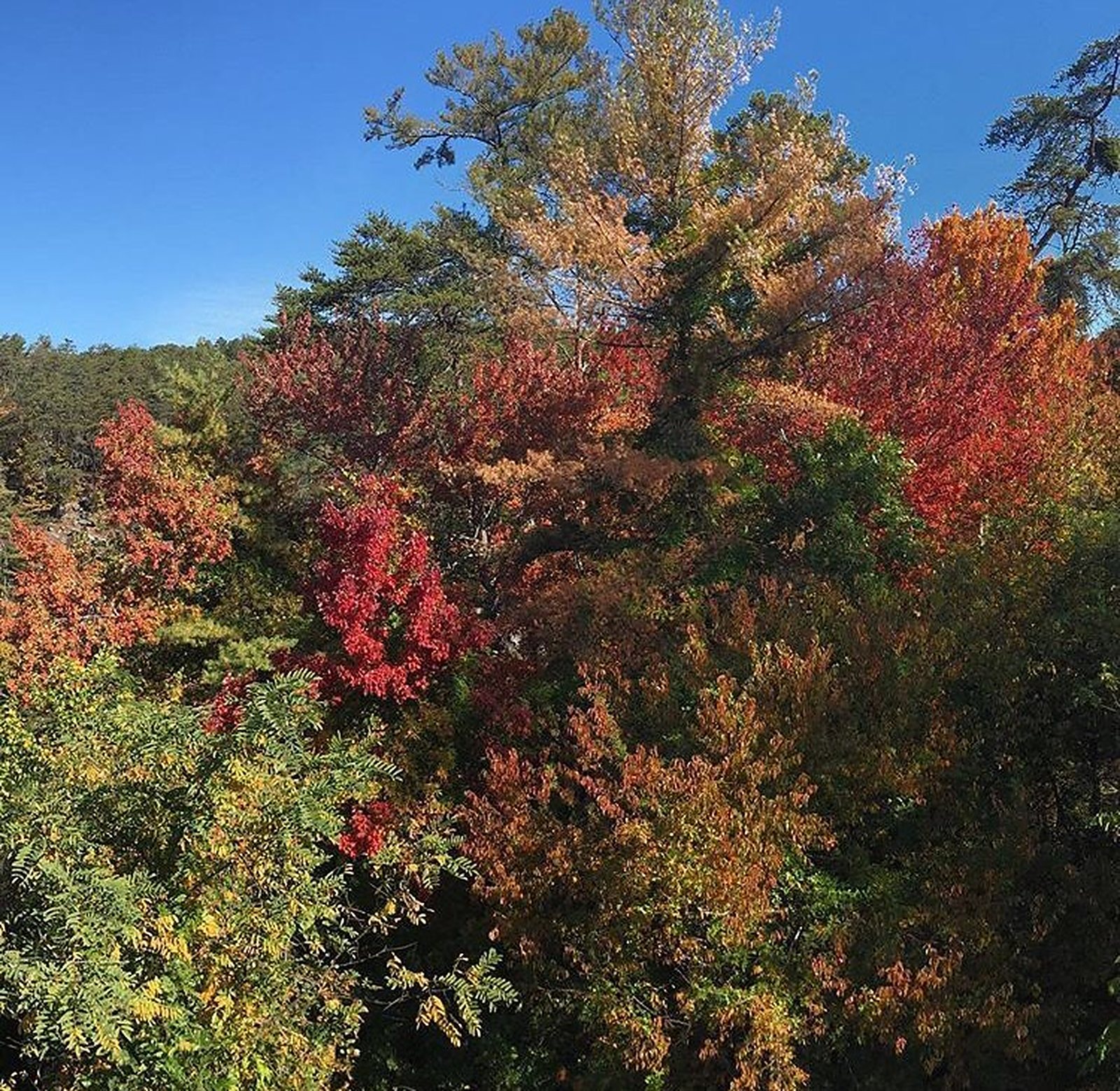 Fall colors in the gorge