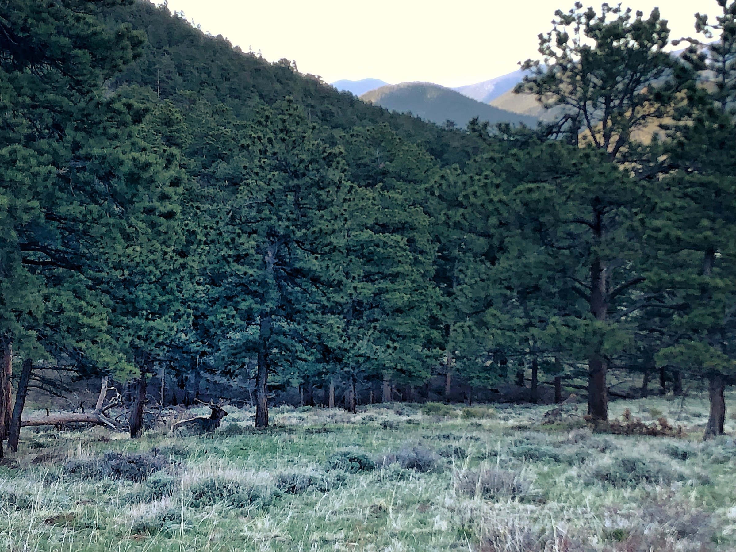 iPhone shot of the stag