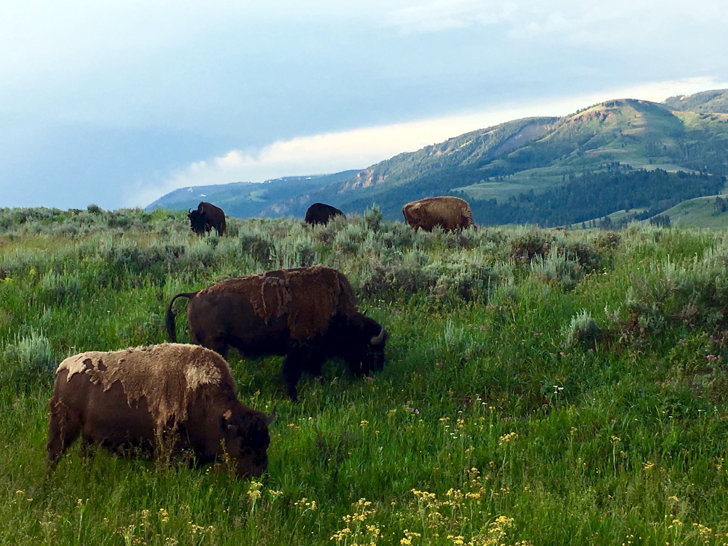 Bison in Yellowstone National Park