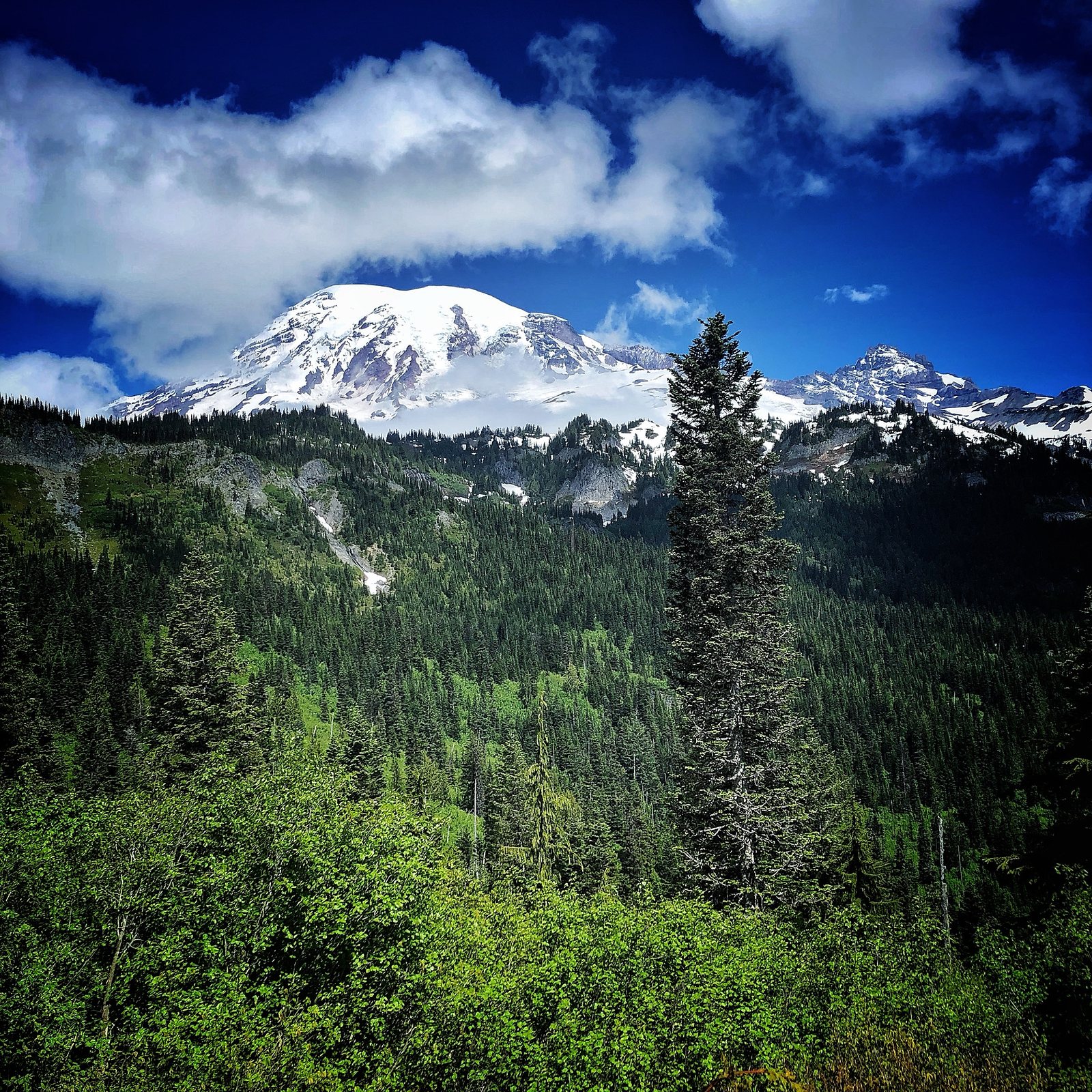 Mt. Rainier in Summer 2020