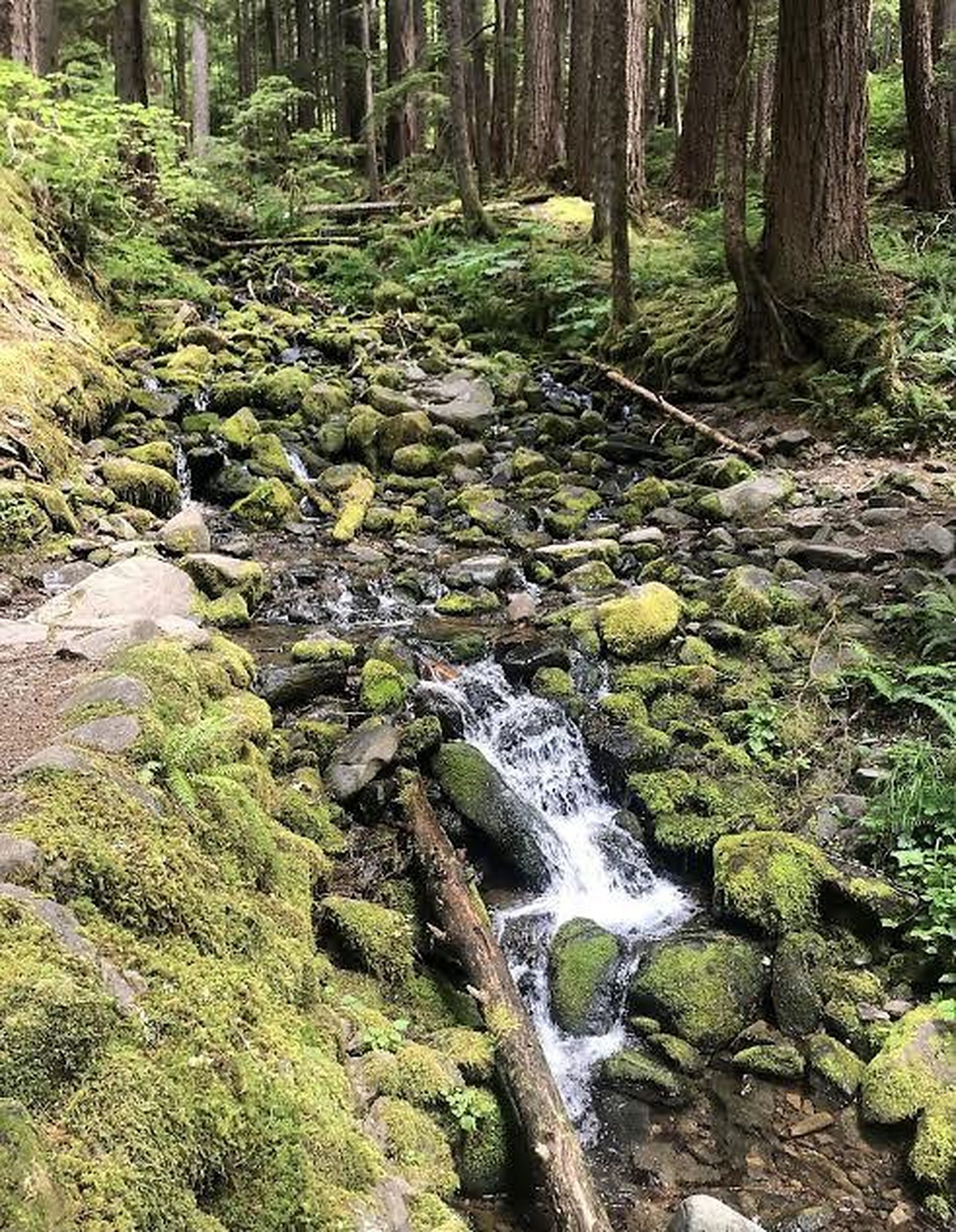null Why Patience Pays Off to Unlock the Best of the Pacific Northwest, photo 17