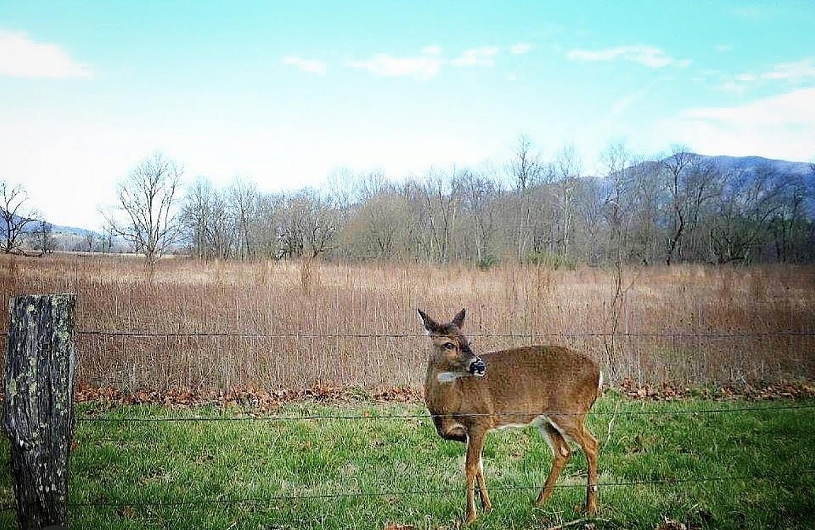 deer at Cade's Cove near Pigeon Forge in the Great Smoky Mountains 