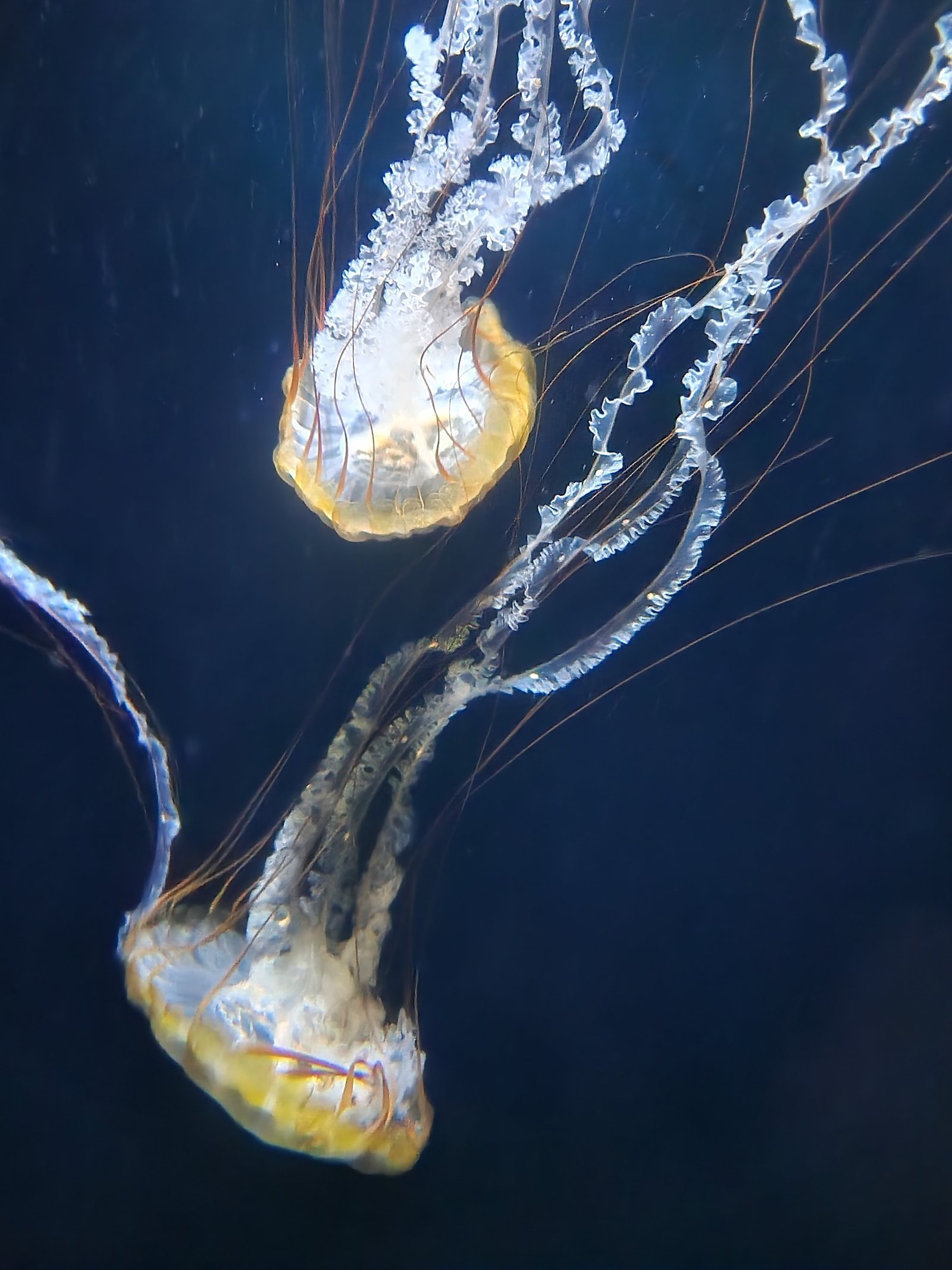 jellyfish 