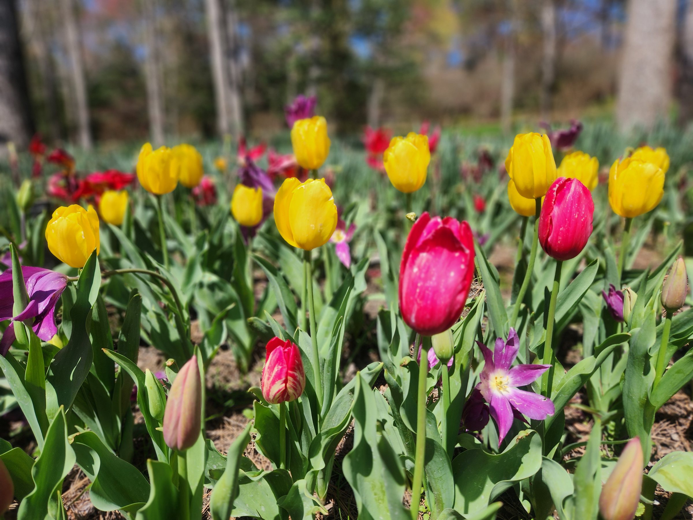 spring tulips at gibbs gardens