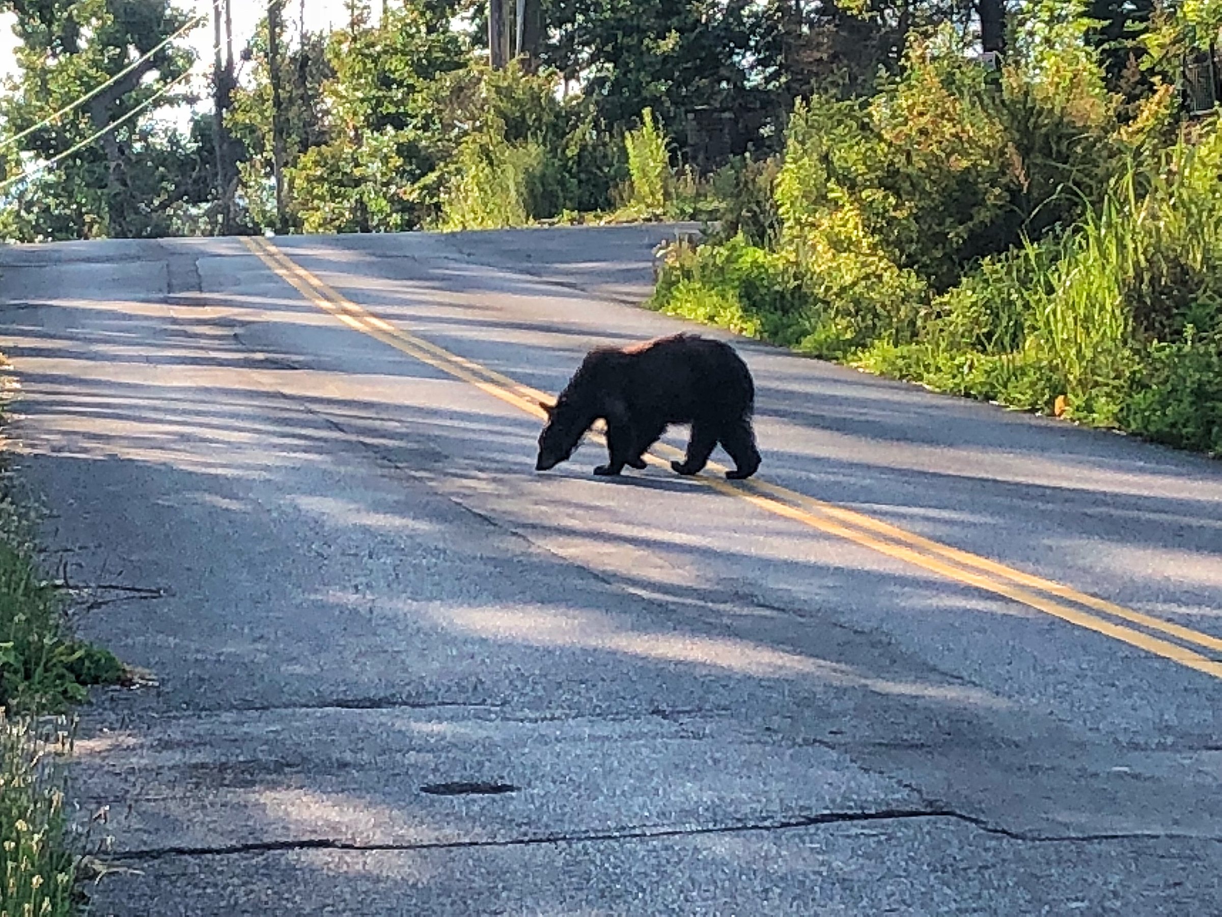 Great Smoky National Park - Black Bear 