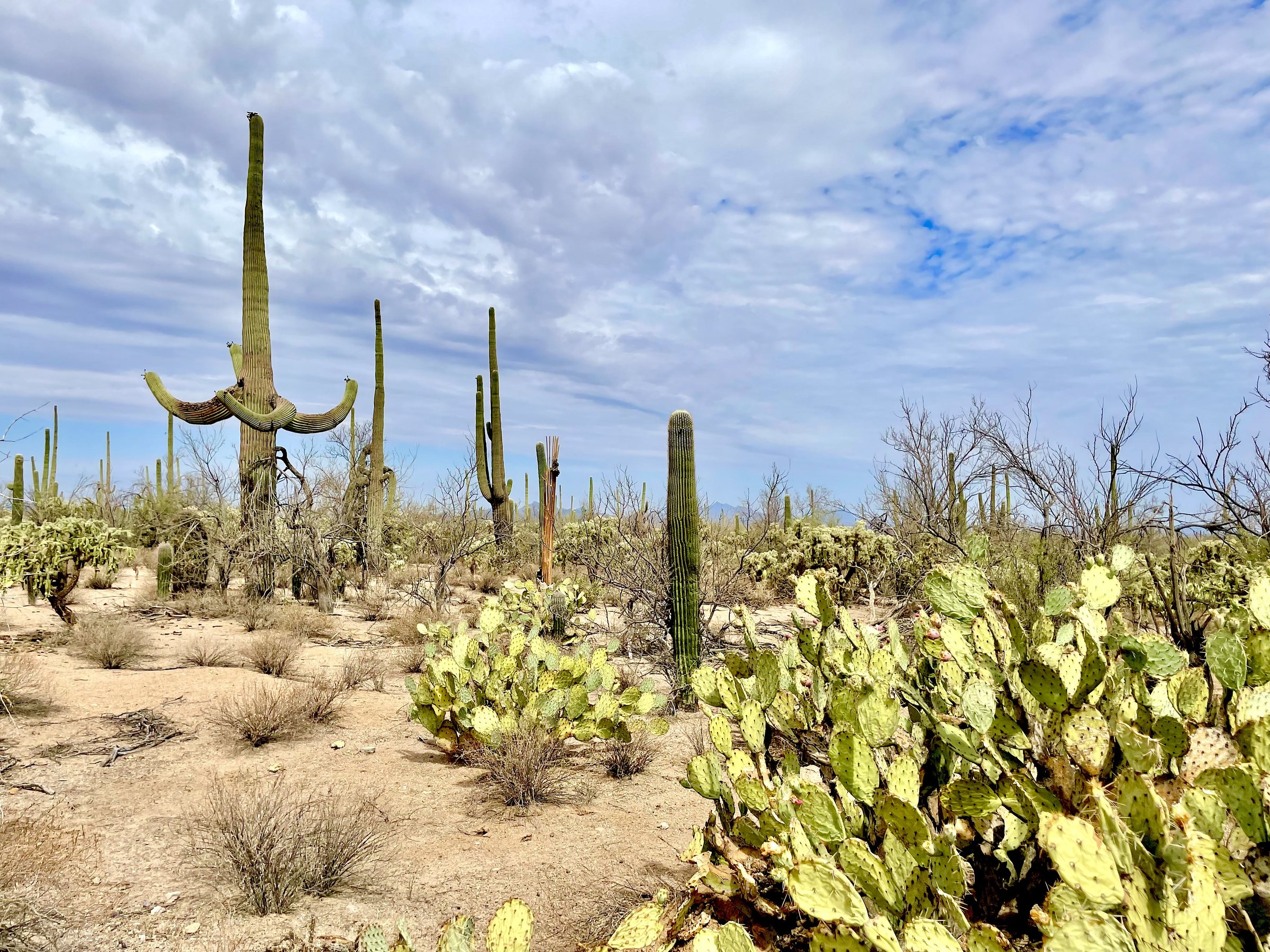 Saguaro National Park