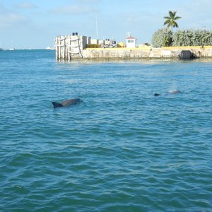What I Learned About Gratitude Searching For Dolphins in Key West, photo 21