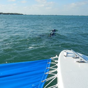 What I Learned About Gratitude Searching For Dolphins in Key West, photo 24