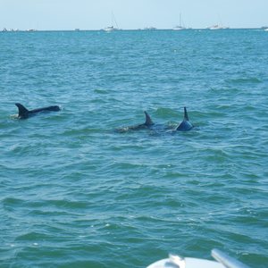 What I Learned About Gratitude Searching For Dolphins in Key West, photo 25