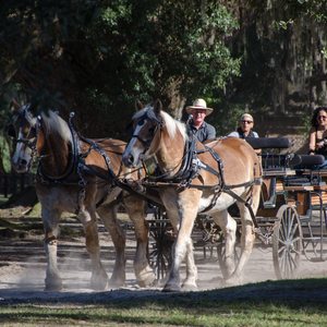 Charleston: Top Picks for a Weekend Getaway to the Walled City, photo 6